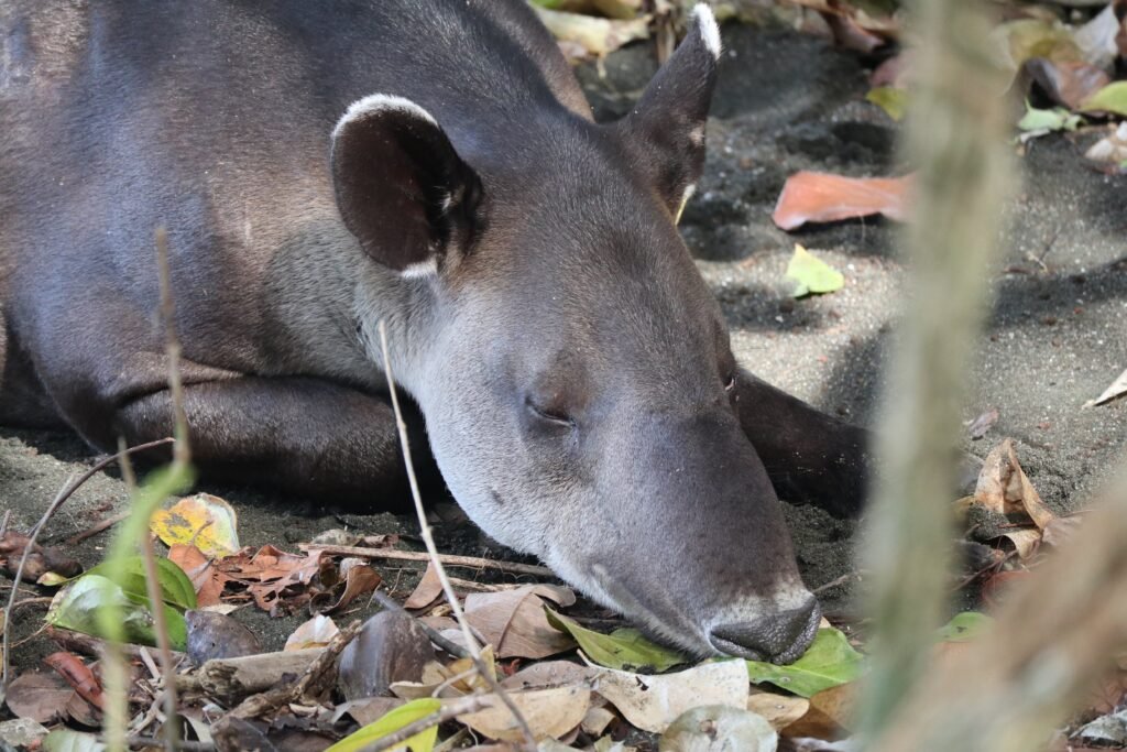 1850682826609881823 img 3793