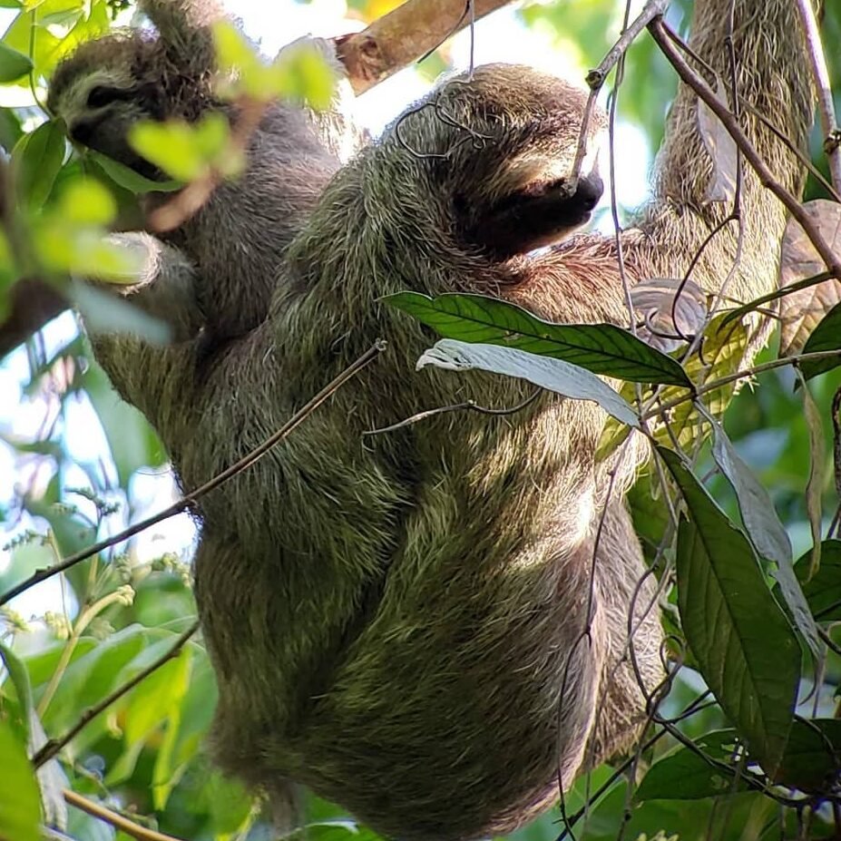 241261547 4279810925466189 3164877706679308814 n