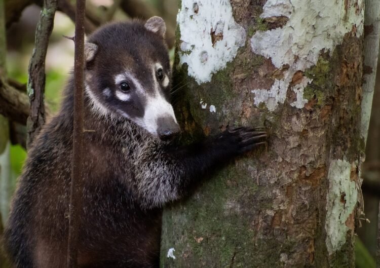 Home costa rica wild expeditions (1)