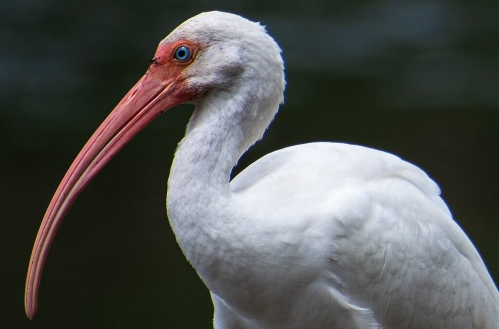 costa rica wild expeditions (4)