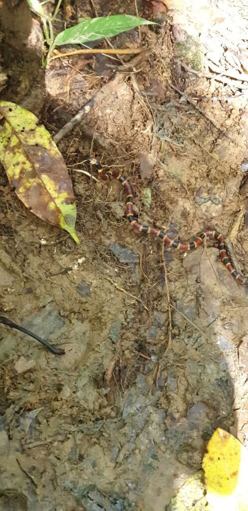 costa rica wild expeditions (6)