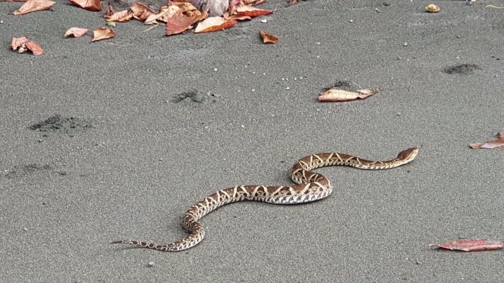 costa rica wild expeditions (7)