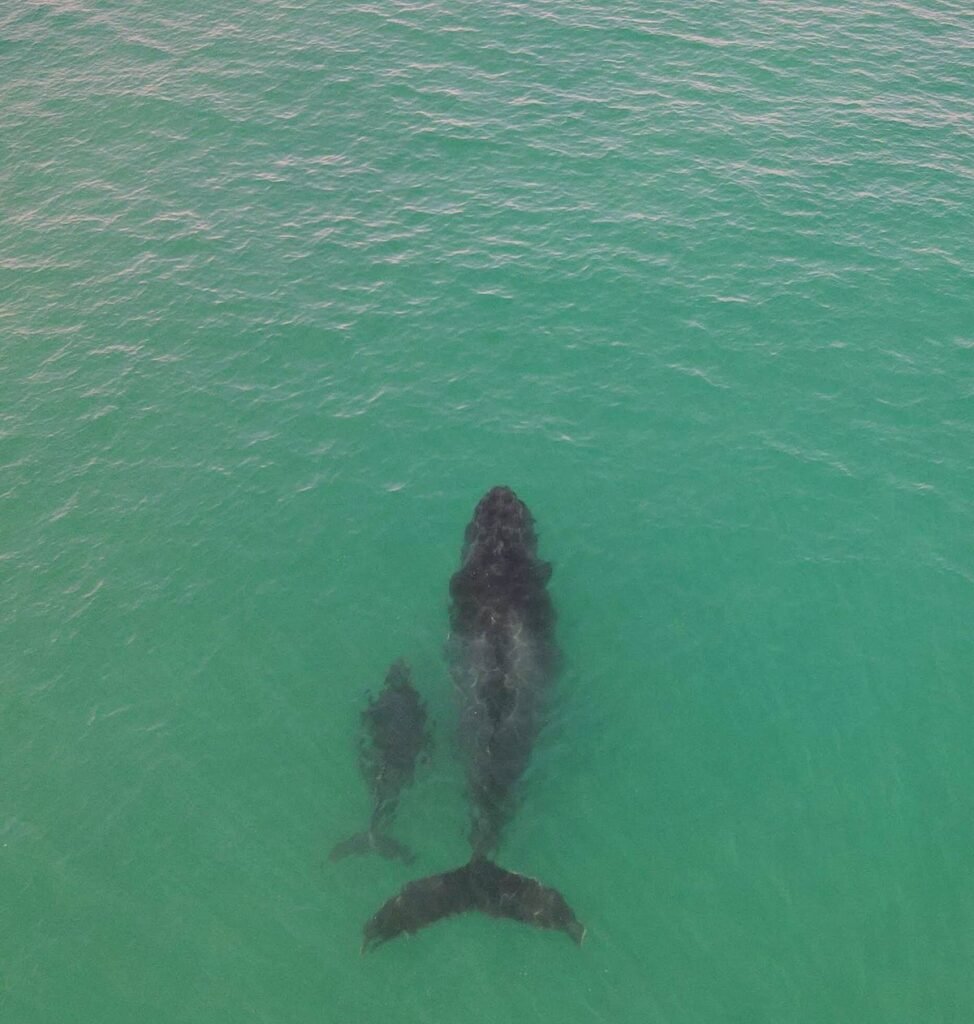 en las aguas tropicales