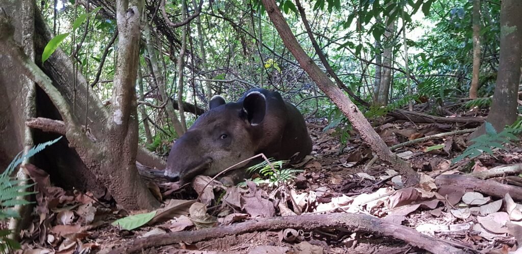 uno de los animales mas
